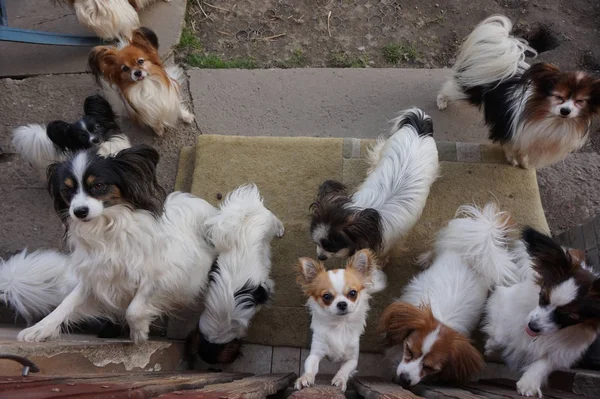 Colección Perros Pequeños Como Fondo Animal Muy Agradable — Foto de Stock