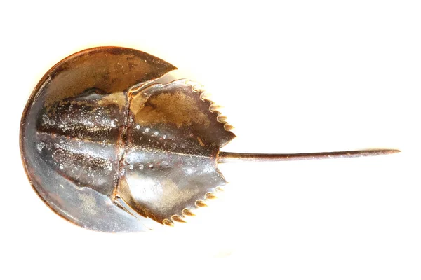 Atlantic Horseshoe Krabba Isolerat Den Vita Bakgrunden — Stockfoto