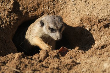Suricata hayvan güzel hayvan fotoğraf olarak kum
