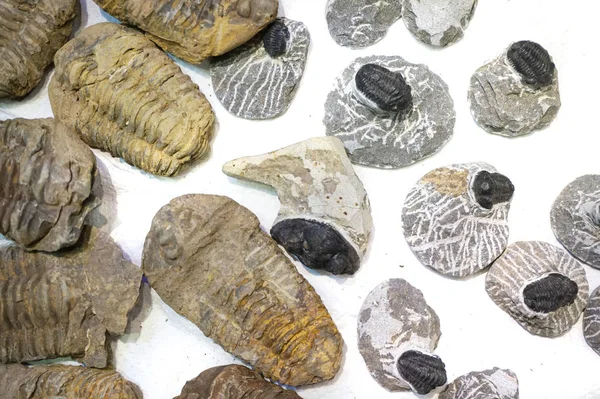 Trilobite Samling Isolerade Den Vita Bakgrunden — Stockfoto