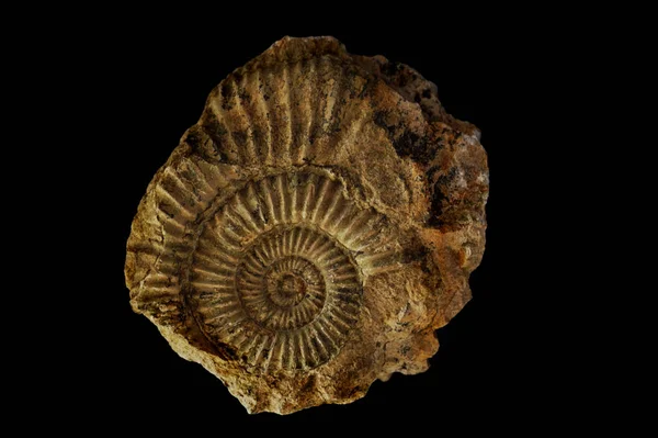 Ammonite Fosilních Izolované Černém Pozadí — Stock fotografie