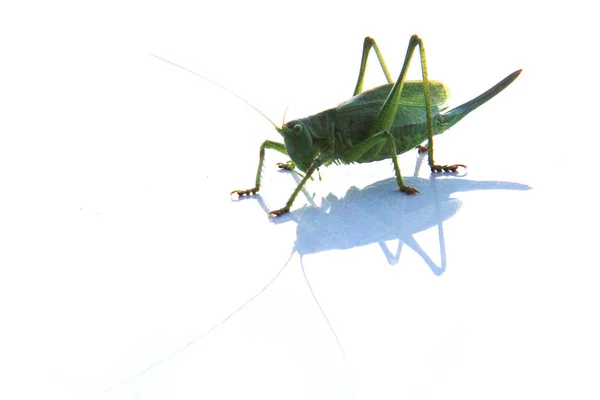 Sauterelle Verte Reposant Sur Nouvelle Voiture Blanche — Photo