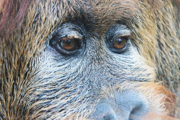Orangutan Głowy Małpy Piękne Brązowe Oczy — Zdjęcie stockowe