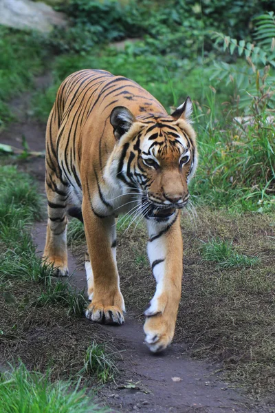 Tigre Naranja Está Caminando Hierba Verde —  Fotos de Stock