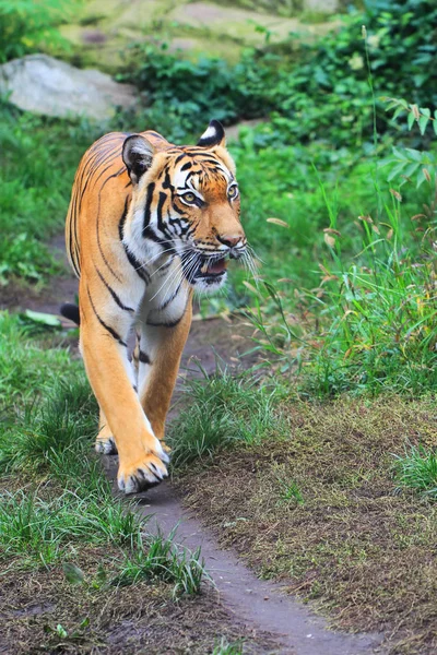 Tigre Arancione Cammina Nell Erba Verde — Foto Stock