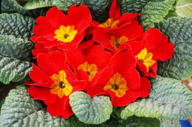 Çuha çiçeği çiçek doku çok güzel doğal arka plan olarak