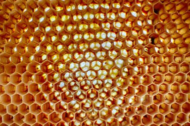 boş balmumu arı doku çok güzel arka plan olarak