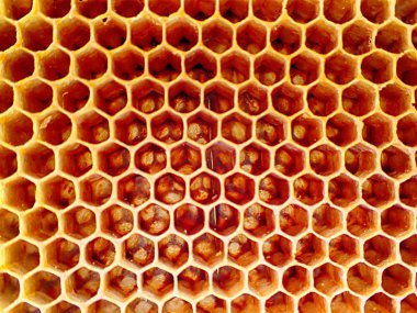 boş balmumu arı doku çok güzel arka plan olarak