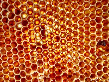 boş balmumu arı doku çok güzel arka plan olarak