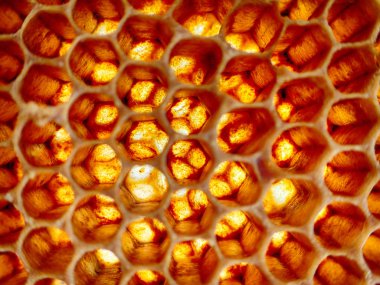 boş balmumu arı doku çok güzel arka plan olarak