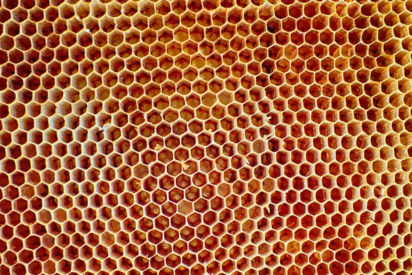 Textura Abeja Cera Vacía Como Fondo Muy Agradable —  Fotos de Stock