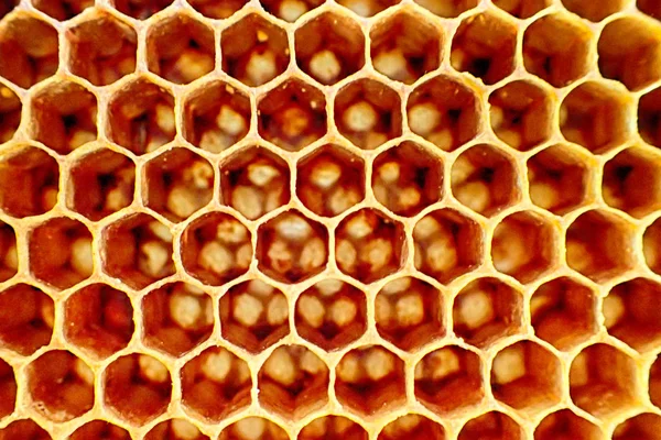 Prázdné Vosk Včelí Textury Jako Velmi Pěkné Pozadí — Stock fotografie