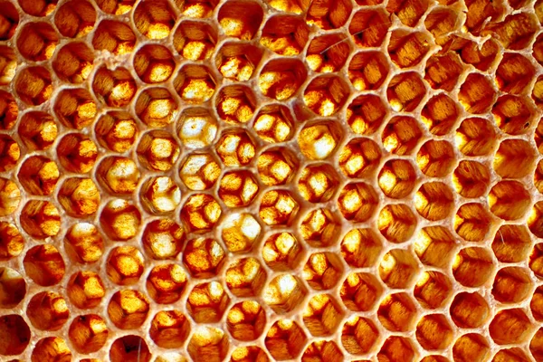 boş balmumu arı doku çok güzel arka plan olarak