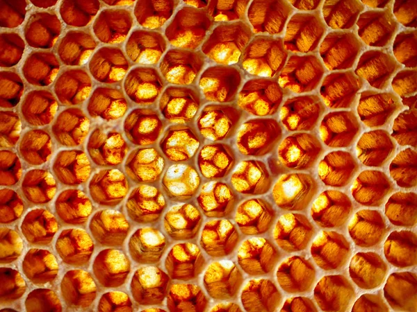 Prázdné Vosk Včelí Textury Jako Velmi Pěkné Pozadí — Stock fotografie