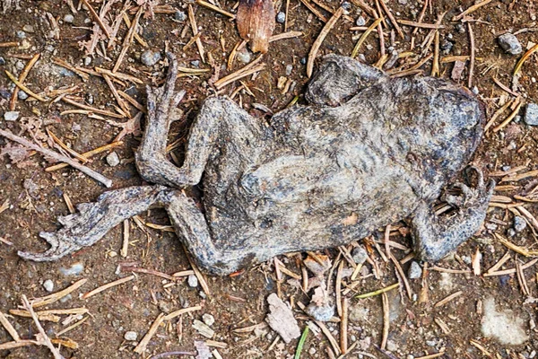 Старая Мертвая Лягушка Фоне Экологической Катастрофы — стоковое фото