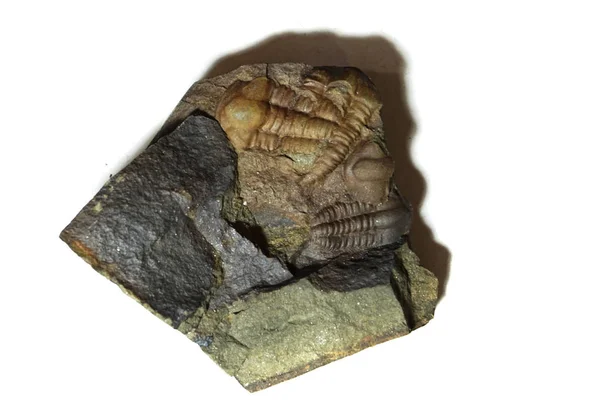 Oude Trilobiet Fossiele Geïsoleerd Witte Achtergrond — Stockfoto