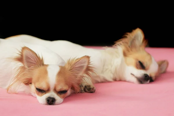 Two Small Cute Chihuahua Sleeping Resting — Stock Photo, Image