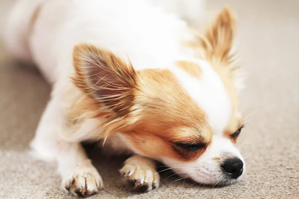 Chihuahua Lindo Pequeño Está Durmiendo Descansando — Foto de Stock