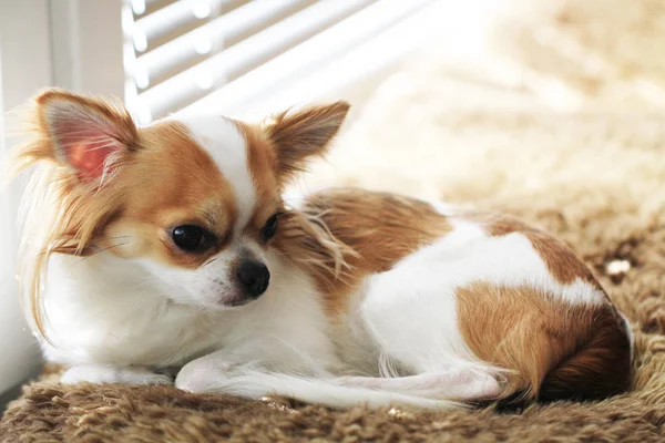 küçük şirin chihuahua uyku ve dinlenme