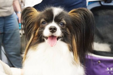 Papillon köpek üzerine sergi dinleniyor 