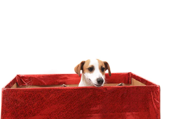 Jack Russell Terrier Pappask Som Isolerade Den Vita Bakgrunden — Stockfoto