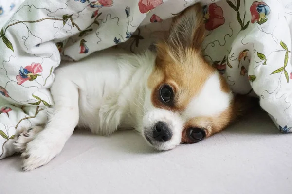 Chihuahua Lindo Pequeño Está Durmiendo Descansando — Foto de Stock