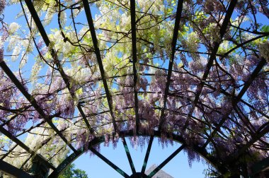 Wisteria bitki çiçek ile çok güzel arka plan olarak