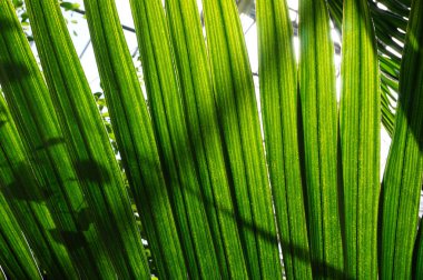 palmiye ağacı yaprak doku güzel doğal arka plan olarak