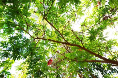 caliandra bitki çiçek kadar güzel doğal arka plan ile