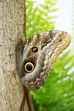 büyük tropikal kelebek güzel doğal portre dinlenme