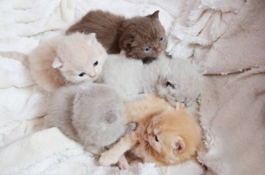 şirin renk yeni doğan İngiliz yavru kedi dinlenme