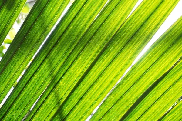 Palm Tree Leaf Texture Nice Natural Background — Stock Photo, Image