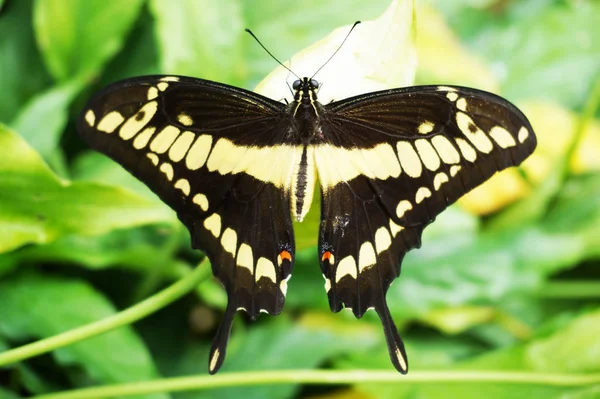 Velké Tropické Motýl Odpočinku Jako Pěkný Přirozený Portrét — Stock fotografie