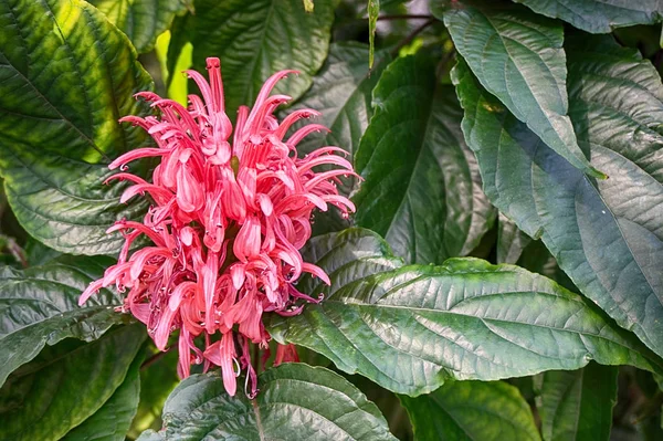 Jacobinia Carnea Virág Mint Nagyon Szép Természetes Háttér — Stock Fotó