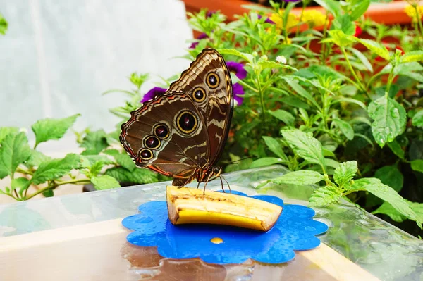 Großer Tropischer Schmetterling Ruht Als Schönes Natürliches Porträt — Stockfoto