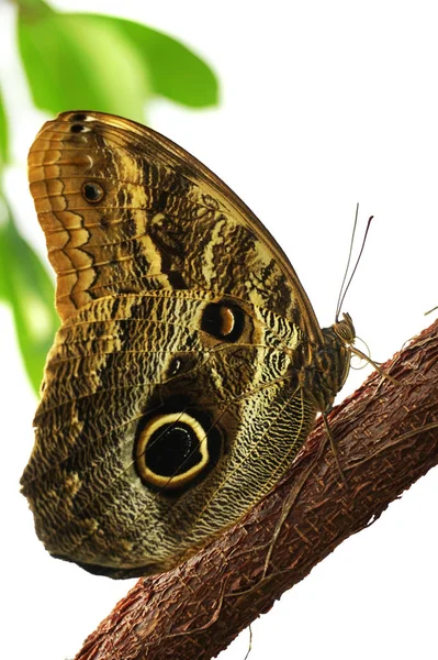 Big Tropical Butterfly Resting Nice Natural Portrait — Stock Photo, Image