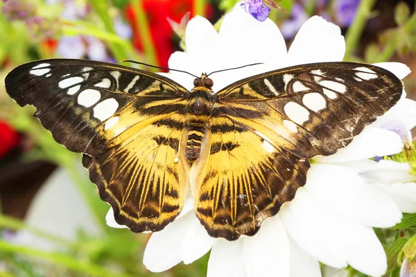 大热带蝴蝶休息作为美好的自然肖像 — 图库照片