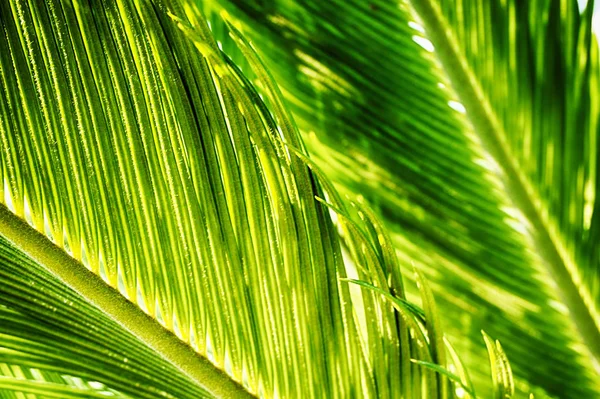 Drzewa Liści Palmowych Tekstury Jako Ładne Tło Naturalne — Zdjęcie stockowe