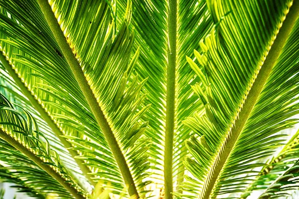 Palmiye Ağacı Yaprak Doku Güzel Doğal Arka Plan Olarak — Stok fotoğraf