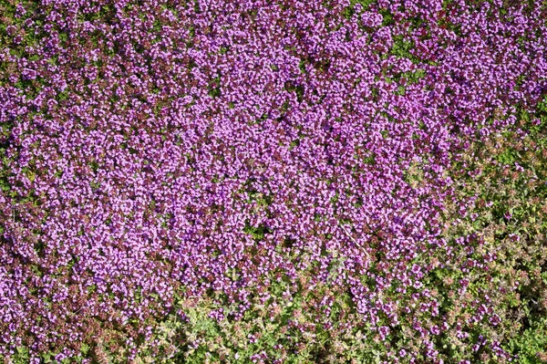 Thymianblüten Textur Als Schöner Natürlicher Hintergrund — Stockfoto