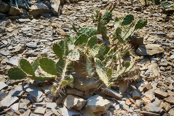 Opuntia Kaktusz Desszert Mint Szép Háttér — Stock Fotó