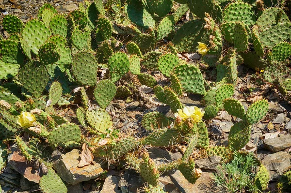 Opuntia Cactus Postre Como Fondo Agradable —  Fotos de Stock