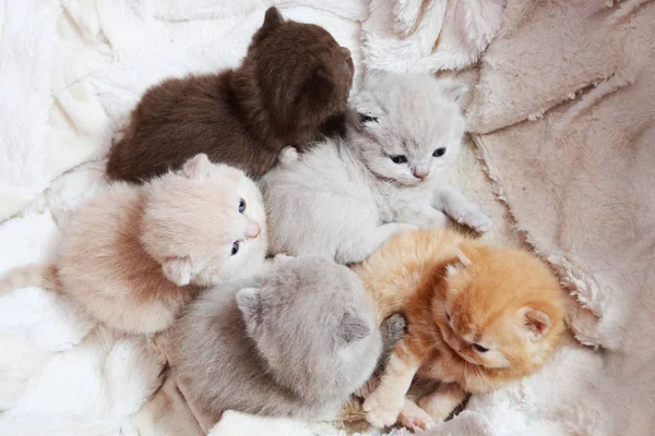 Şirin Renk Yeni Doğan Ngiliz Yavru Kedi Dinlenme — Stok fotoğraf