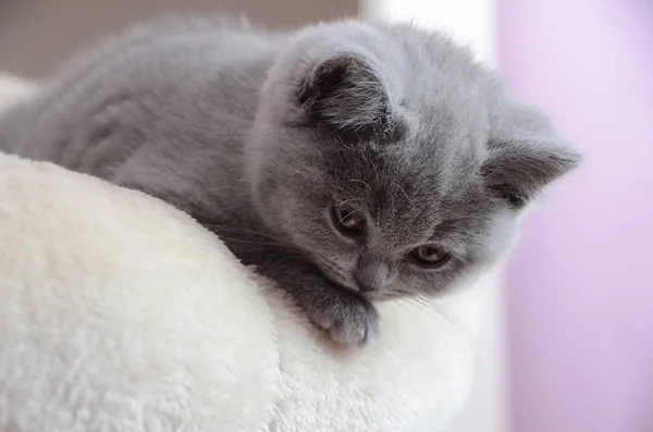 Küçük Şirin Gri Ngiliz Yavru Kedi Dinleniyor — Stok fotoğraf