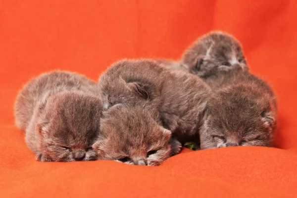 Tatlı Newborn Gri Ngiliz Yavru Kedi Dinlenme — Stok fotoğraf