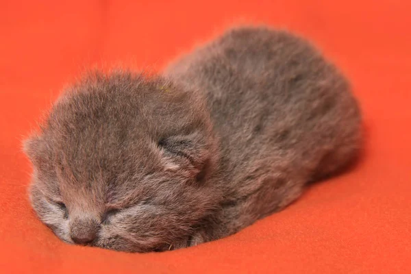 Tatlı Yeni Doğan Gri Ngiliz Kittenn Dinlenme — Stok fotoğraf