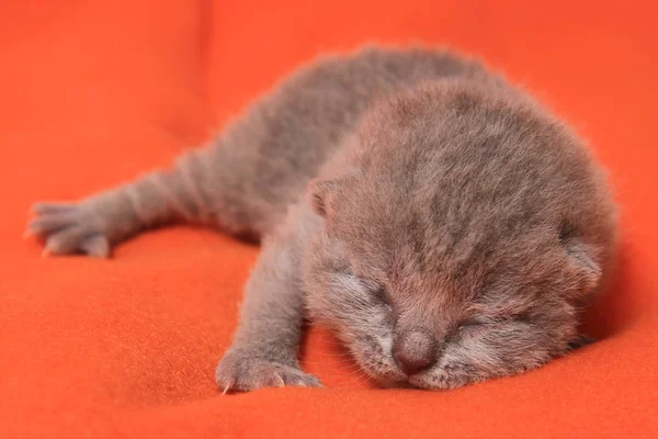 Tatlı Yeni Doğan Gri Ngiliz Kittenn Dinlenme — Stok fotoğraf