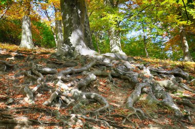 güzel arka plan olarak güzel kökleri ile eski kayın ağacı