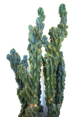 Eski kaktüs beyaz arka plan üzerinde izole