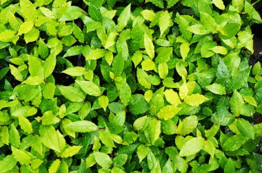 taze defne defne bakkal doku güzel arka plan olarak